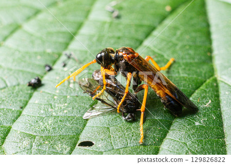 Cimbex quadrimaculatus Four-spotted Sawfly feeding on prey on a green leaf during midday in a forested habitat 129826822