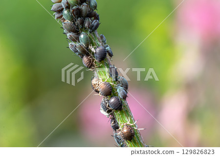 Large group of aphids clustered on a green stem with blurred colorful background revealing natural habitat during sunny day 129826823