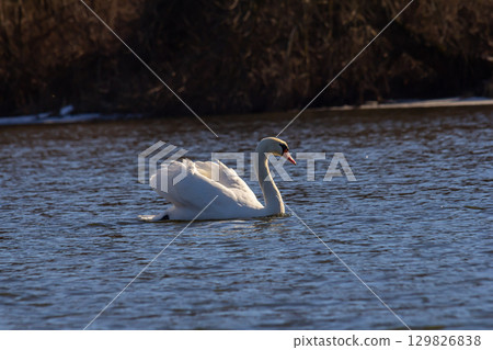 A white mute swan swims on a calm body of water. The water is blue. The swan has slightly raised its wings 129826838