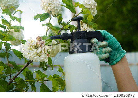 In a flourishing garden, an individual applies a protective solution, and viburnum leaves appear damaged in close-up. In a flourishing garden, an individual applies a protective solution, and viburnum leaves appear damaged in close-up. 129826878