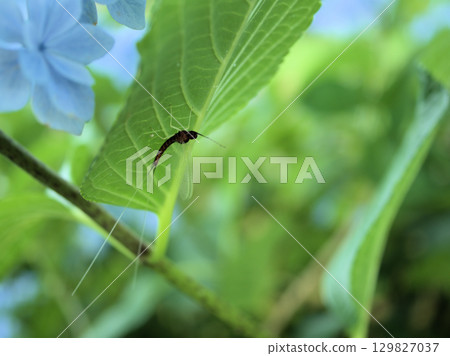 一隻蜉蝣棲息在六月酷暑中盛開的繡球花葉子的背面 129827037