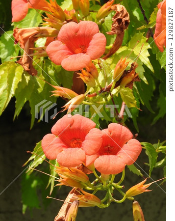 ``Chinese trumpet vine'' in full bloom ``Chinese trumpet vine'' in full bloom 129827187
