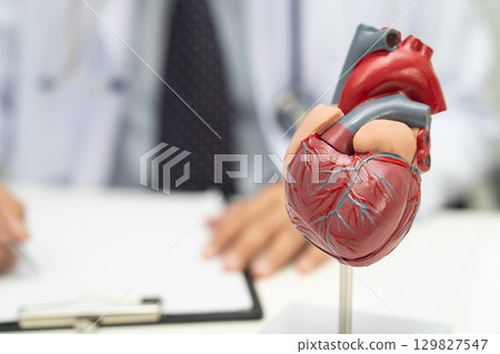 Cardiovascular disease CVD, Asian doctor holding human anatomy model for learn and treat heart disease. 129827547