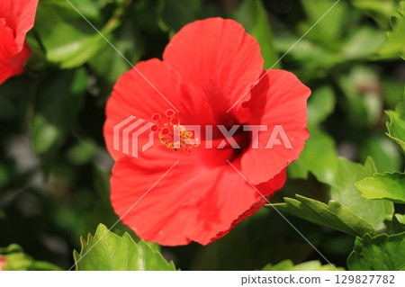 Hibiscus not native to Okinawa 129827782