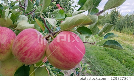 Sweet Red Apple in the garden Sweet Red Apple in the garden 129827864