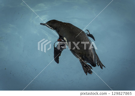 Penguin floating on the water Penguin floating on the water 129827865