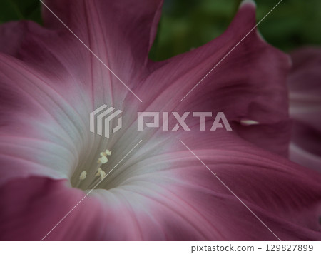 Colorful morning glory flowers blooming beautifully in August Colorful morning glory flowers blooming beautifully in August 129827899