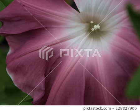 Colorful morning glory flowers blooming beautifully in August Colorful morning glory flowers blooming beautifully in August 129827900