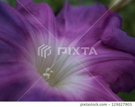 Colorful morning glory flowers blooming beautifully in August Colorful morning glory flowers blooming beautifully in August 129827903