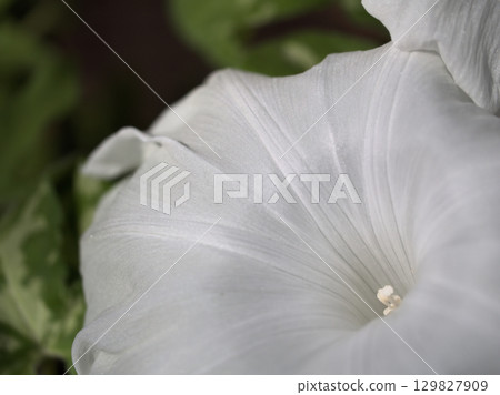 八月，五彩繽紛的牽牛花盛開 129827909
