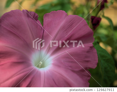 Colorful morning glory flowers blooming beautifully in August Colorful morning glory flowers blooming beautifully in August 129827911