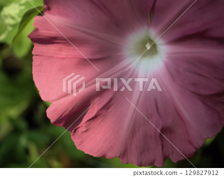 Colorful morning glory flowers blooming beautifully in August Colorful morning glory flowers blooming beautifully in August 129827912