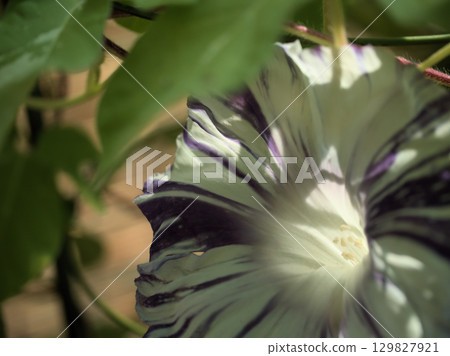 Colorful morning glory flowers blooming beautifully in August Colorful morning glory flowers blooming beautifully in August 129827921