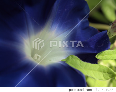 八月,五彩繽紛的牽牛花盛開 八月,五彩繽紛的牽牛花盛開 129827922