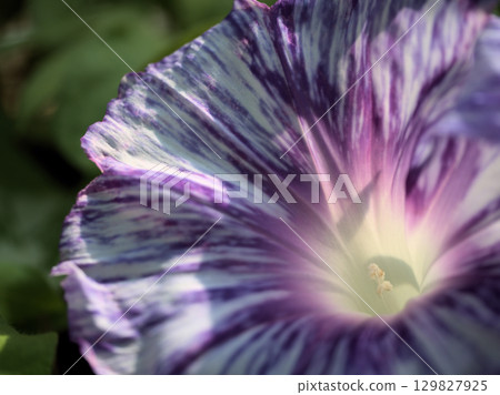 Colorful morning glory flowers blooming beautifully in August Colorful morning glory flowers blooming beautifully in August 129827925