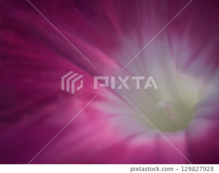 八月，五彩繽紛的牽牛花盛開 129827928