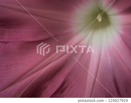 Colorful morning glory flowers blooming beautifully in August Colorful morning glory flowers blooming beautifully in August 129827929
