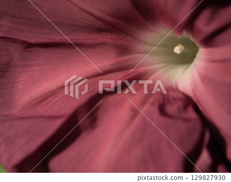 Colorful morning glory flowers blooming beautifully in August Colorful morning glory flowers blooming beautifully in August 129827930