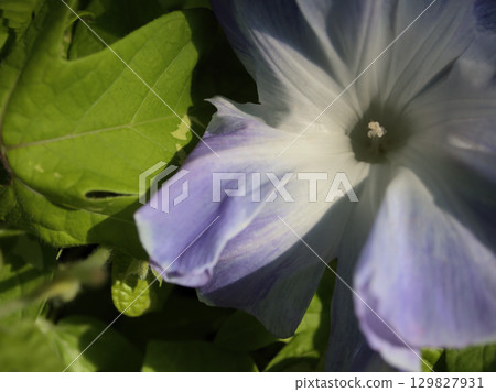 Colorful morning glory flowers blooming beautifully in August Colorful morning glory flowers blooming beautifully in August 129827931