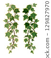 Hanging ivy leaves - botanical illustrations that can be used for decoration and frames 129827970