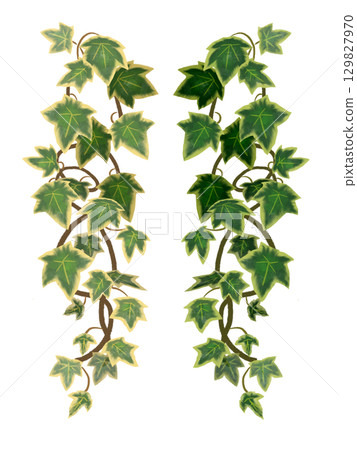 Hanging ivy leaves - botanical illustrations that can be used for decoration and frames Hanging ivy leaves - botanical illustrations that can be used for decoration and frames 129827970