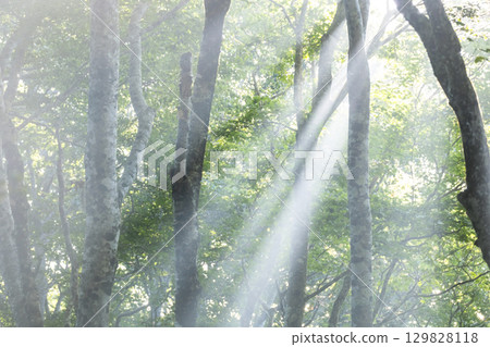 A scene of sunlight shining through the fresh green forest at Oyama Kyoganari A scene of sunlight shining through the fresh green forest at Oyama Kyoganari 129828118