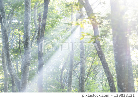 A scene of sunlight shining through the fresh green forest at Oyama Kyoganari A scene of sunlight shining through the fresh green forest at Oyama Kyoganari 129828121