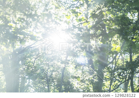 A scene of sunlight shining through the fresh green forest at Oyama Kyoganari A scene of sunlight shining through the fresh green forest at Oyama Kyoganari 129828122