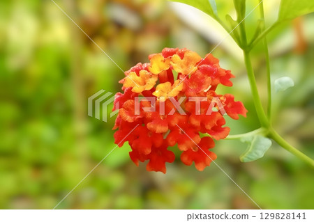 Lantana camara flower on blurred background Lantana camara flower on blurred background 129828141