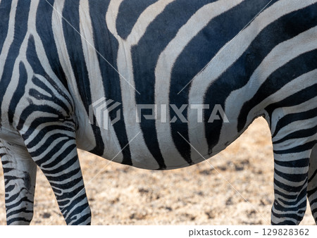 Zebra striped pattern revealing distinctive black and white markings across rugged wilderness landscape, showcasing natural animal camouflage 129828362