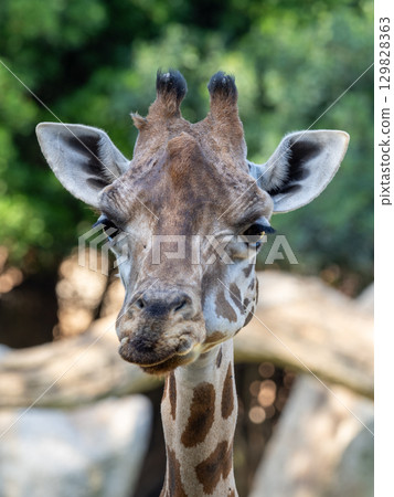 Portrait capturing a giraffe with its long neck, distinctive head, and prominent ossicones, embodying the beauty of African wildlife Portrait capturing a giraffe with its long neck, distinctive head, and prominent ossicones, embodying the beauty of African wildlife 129828363