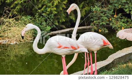 Pink flamingos standing near calm pond, resting turtle visible at water's edge within zoo enclosure 129828475