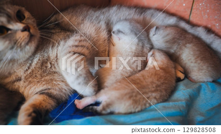Scottish fold cat nursing her kittens lying on a blue blanket 129828508