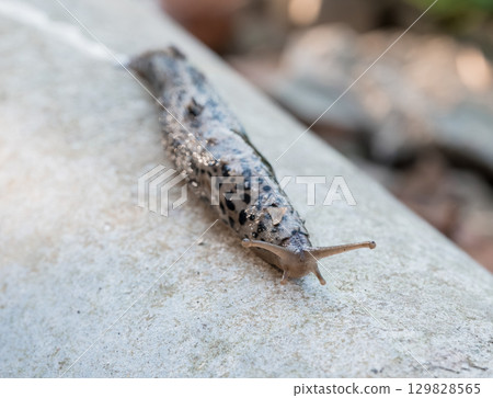Detailed Close-up of a Spotted Garden Slug Crawling on Concrete, Showing Dark Markings and Texture, Natural Wildlife Photograph Detailed Close-up of a Spotted Garden Slug Crawling on Concrete, Showing Dark Markings and Texture, Natural Wildlife Photograph 129828565