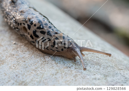 Leopard Slug Close-Up: Detailed Macro Shot of Arion Maximus on Stone Surface, Black Spots, Wildlife Photography, Natural Texture. Leopard Slug Close-Up: Detailed Macro Shot of Arion Maximus on Stone Surface, Black Spots, Wildlife Photography, Natural Texture. 129828566