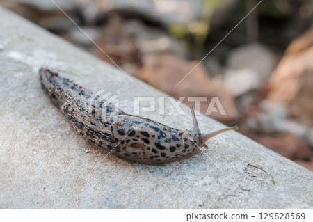 Leopard Slug Crawling on Concrete Slab, Close-Up Macro Photography, Gray Brown Nature Scene, Textured Shell, Garden Pest Identification. Leopard Slug Crawling on Concrete Slab, Close-Up Macro Photography, Gray Brown Nature Scene, Textured Shell, Garden Pest Identification. 129828569