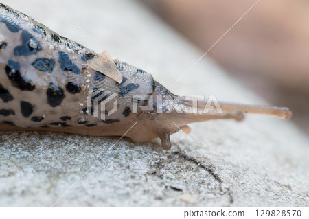 Macro Shot of a Black Leopard Slug Crawling on Stone. Detailed Close-Up of Limax Maximus, Dark Spots, Slime Trail, and Nature Texture. 129828570