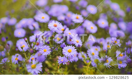 Vibrant purple asters with golden centers flourishing among green foliage, embodying summer garden's radiant natural beauty Vibrant purple asters with golden centers flourishing among green foliage, embodying summer garden's radiant natural beauty 129828625