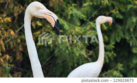 Close up of a greater flamingo bending its neck in a zoo, with another flamingo in the background and green foliage 129828673
