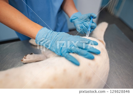 Caring veterinarian administers vaccination to a dog in clinic 129828846
