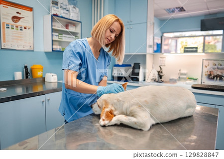 Veterinary care in a welcoming clinic for a loving pet 129828847