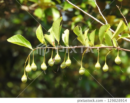Styrax japonicum Styrax japonicum 129828914