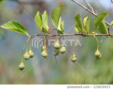 Styrax japonicum 129828915