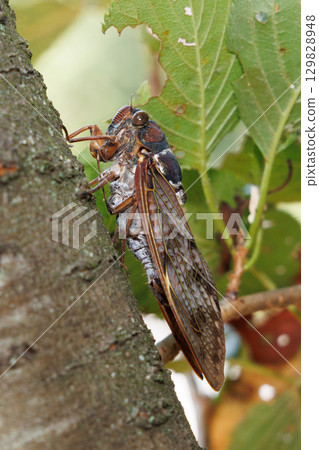 Abra Zemi stopping in a tree 129828948