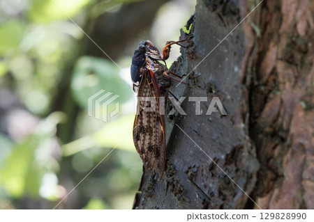 Abra Zemi stopping in a tree Abra Zemi stopping in a tree 129828990