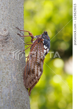 Abra Zemi停在樹上 Abra Zemi停在樹上 129829015