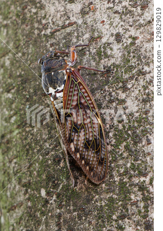 Abra Zemi stopping in a tree 129829019
