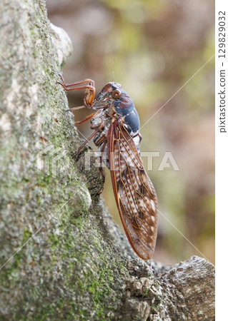 Abra Zemi stopping in a tree 129829032