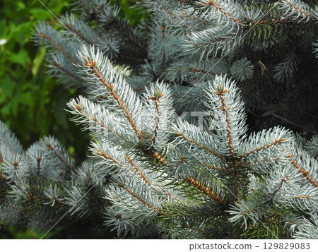 科羅拉多雲杉 Hopsey，松科的一個園藝品種，有美麗的銀綠色葉子 129829083