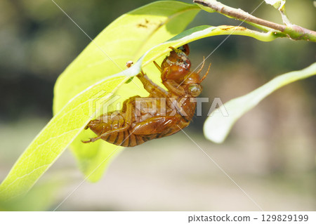 Cicada shell 129829199